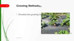 Strawberries #4
