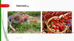 Strawberries #8