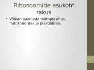 Rakuorganellid #6