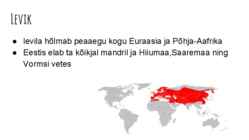 Saarmas #8