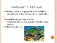 Roomajad #5