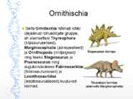 Dinosauruste-sh lindude evolutsioon #7