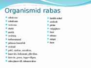 Raba #3