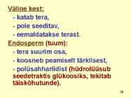 TERAVILI #19