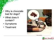 The effect of chocolate on dogs #2
