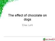 The effect of chocolate on dogs
