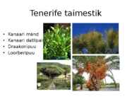 Tenerife #4