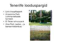 Tenerife #8