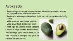 Avokaado #3