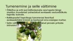 Avokaado #6