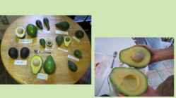 Avokaado #8