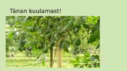 Avokaado #10