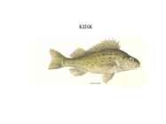 Kalad #25