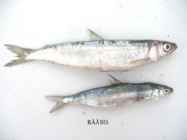 Kalad #5