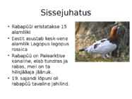 Rabapüü arvukuse uuring #2