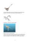 Linnutiiva evolutsioon #7
