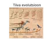 Linnutiiva evolutsioon #4
