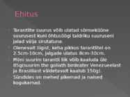 Tarantel #2