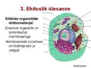 Valkude ülesanded #17