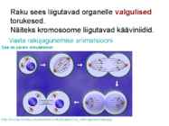 Valkude ülesanded #23