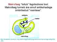 Valkude ülesanded #8