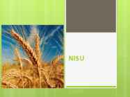 Nisu