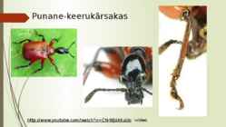 Keerukärsakas esitlus #6