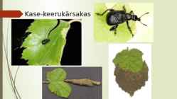 Keerukärsakas esitlus #7