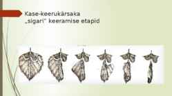 Keerukärsakas esitlus #8