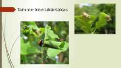 Keerukärsakas esitlus #9