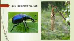 Keerukärsakas esitlus #10