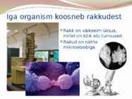 TAIME JA LOOMARAKKUDE EHITUS JA TALITLUS #2