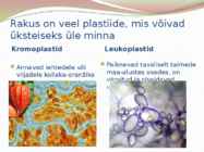 TAIME JA LOOMARAKKUDE EHITUS JA TALITLUS #11