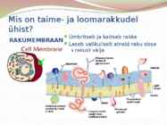TAIME JA LOOMARAKKUDE EHITUS JA TALITLUS #4