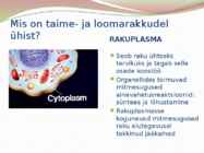 TAIME JA LOOMARAKKUDE EHITUS JA TALITLUS #5