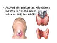 Kõrvalkilpnääre #3