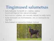 Salumets #3