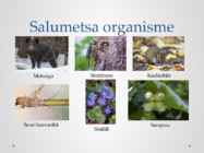 Salumets #4