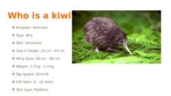 Kiwi #2