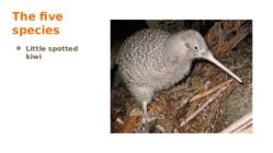 Kiwi #5