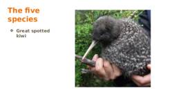 Kiwi #6