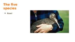 Kiwi #8