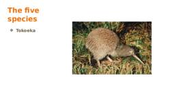 Kiwi #9
