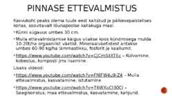 Harilik kõrvits #2