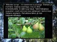 Pirnipuu #11