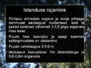 Pirnipuu #13