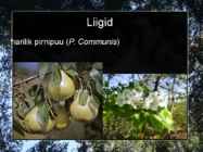 Pirnipuu #4