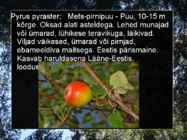 Pirnipuu #5