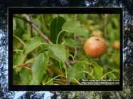 Pirnipuu #7