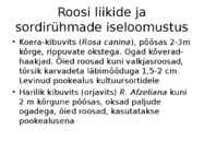 Roos avamaal ja katmikalal #12